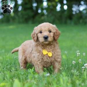 Bentley, Goldendoodle Puppy